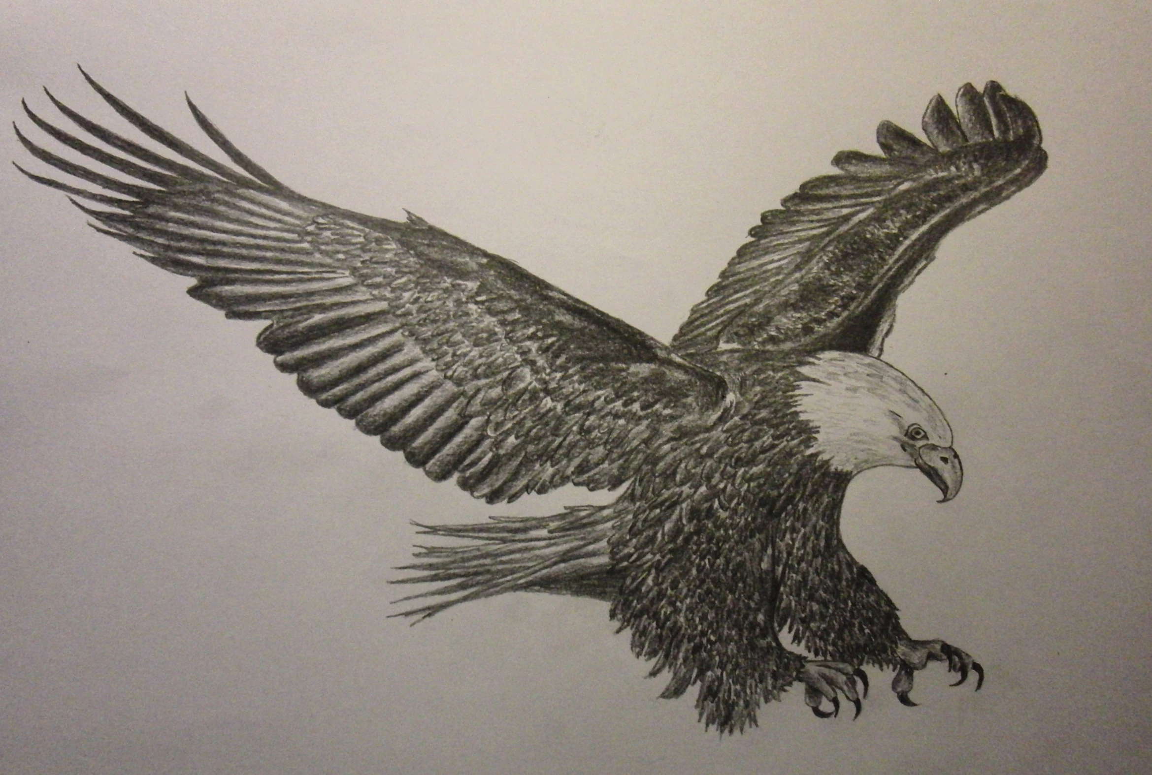 a pencil drawing of an eagle flying