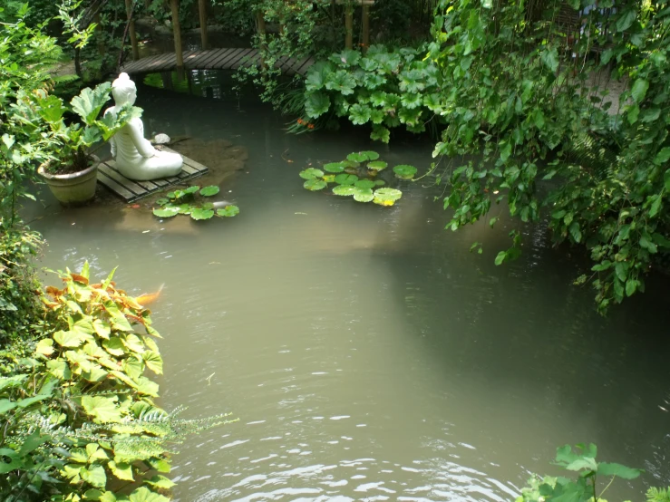 the pond is full of lily pads and plants