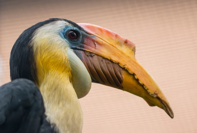 a close up of a bird with an odd looking beak