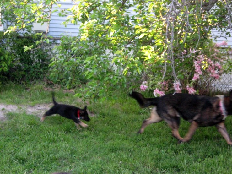 two dogs chasing after one another on the grass
