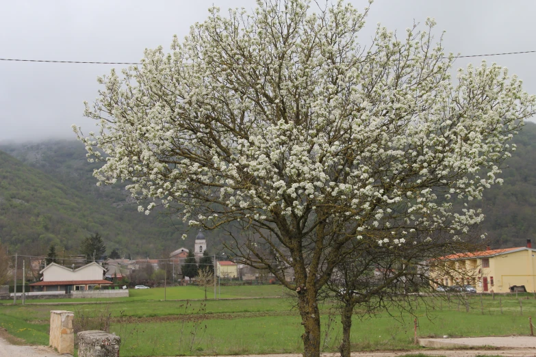 the tree has white flowers on it near a building