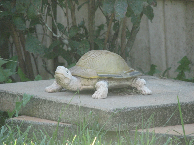 an image of a turtle and its offspring laying on top of concrete