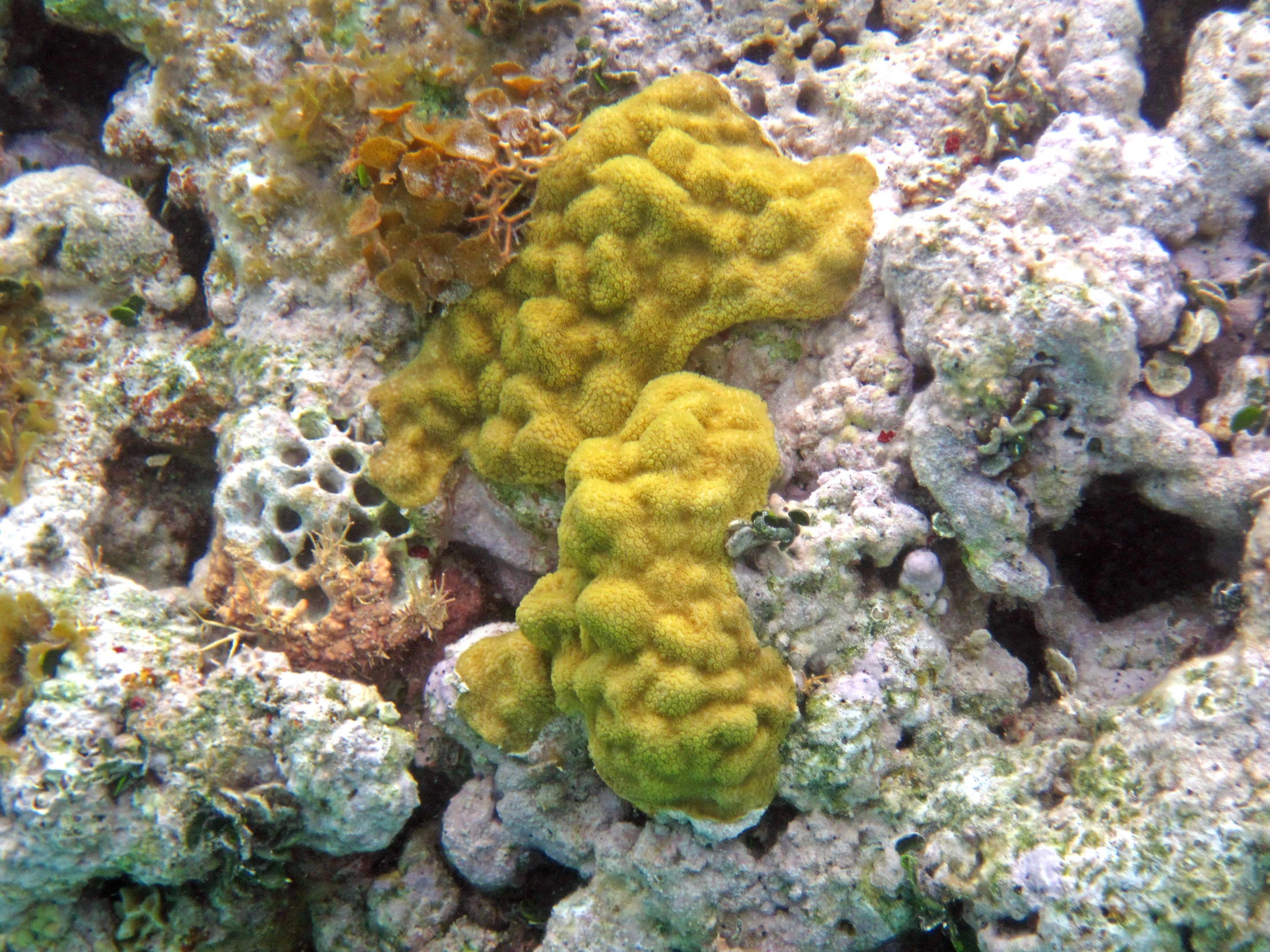 some yellow and white moss sitting on top of a coral