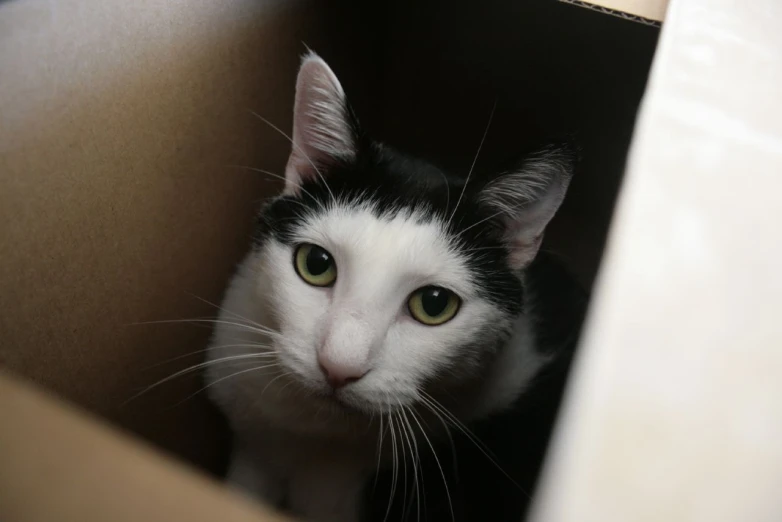 a cat that is sitting in a cardboard box