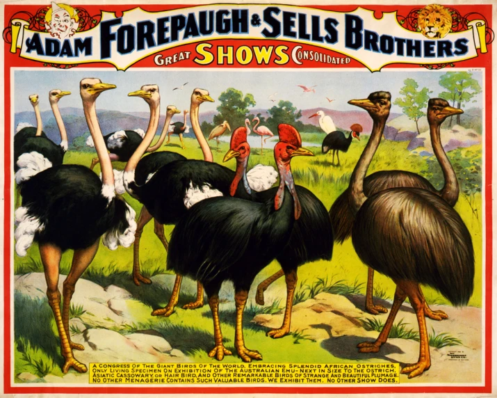 an advertit for adam foreaugh and sells brothers'shows ostriches