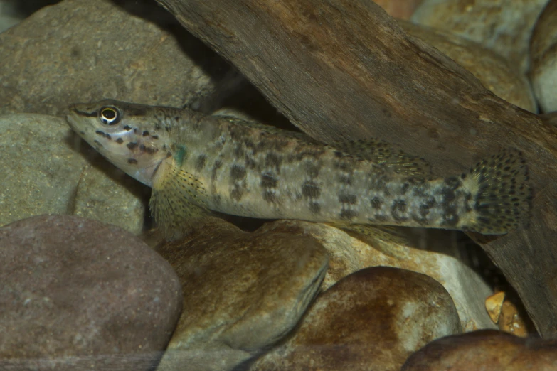 an animal that is walking around in some rocks