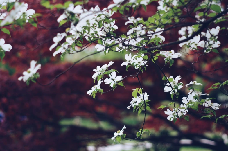 a tree with white flowers in a park