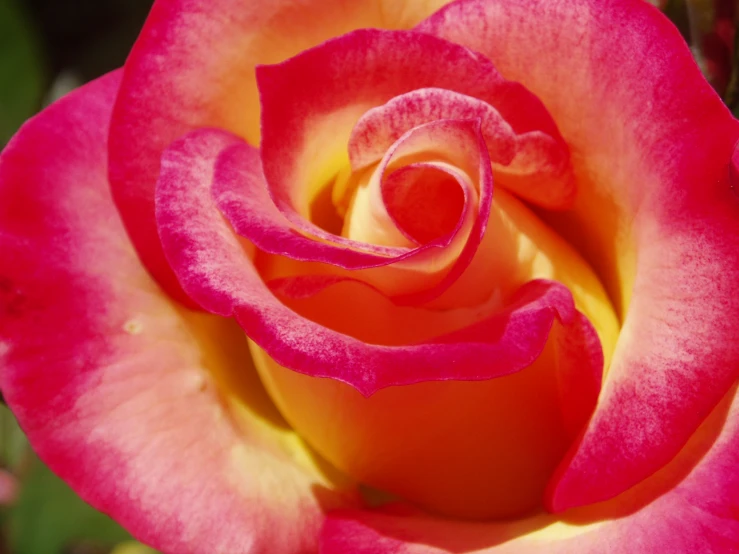 a pink rose with orange center in the middle