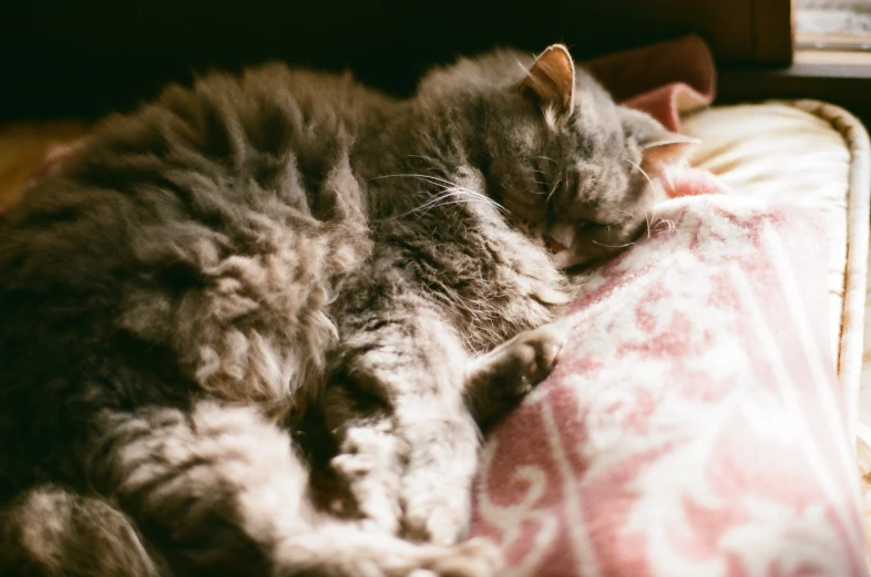 the cat is sleeping peacefully on the sofa