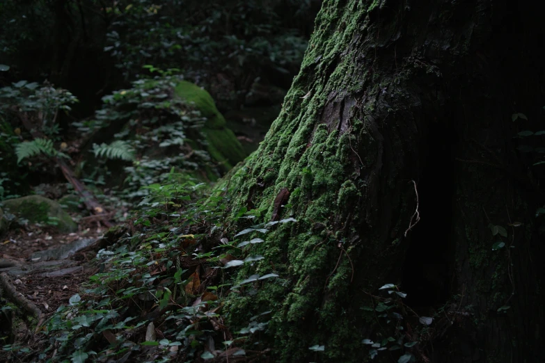 a large green tree with a very thick trunk