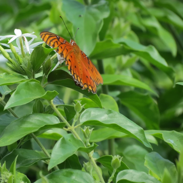 a red erfly resting on a leafy plant