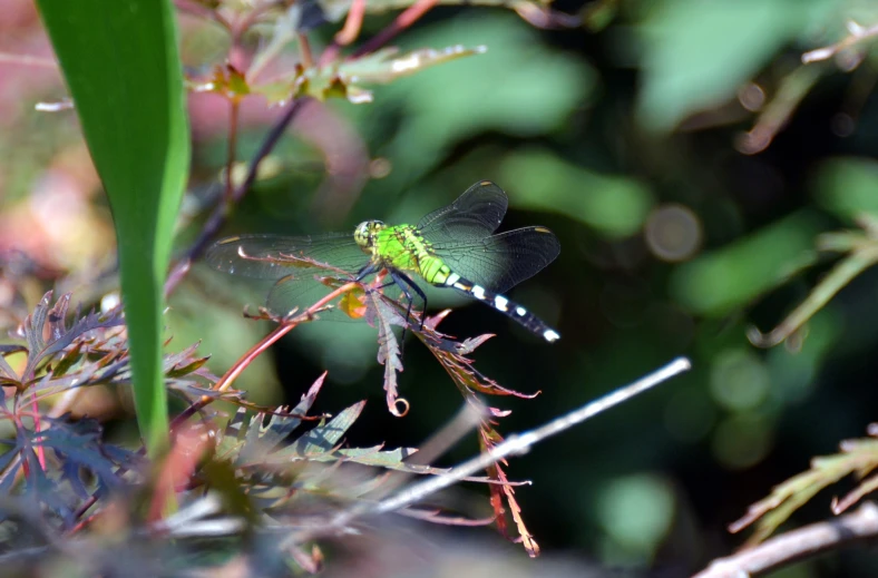 the small black and green insect is perched on the nch