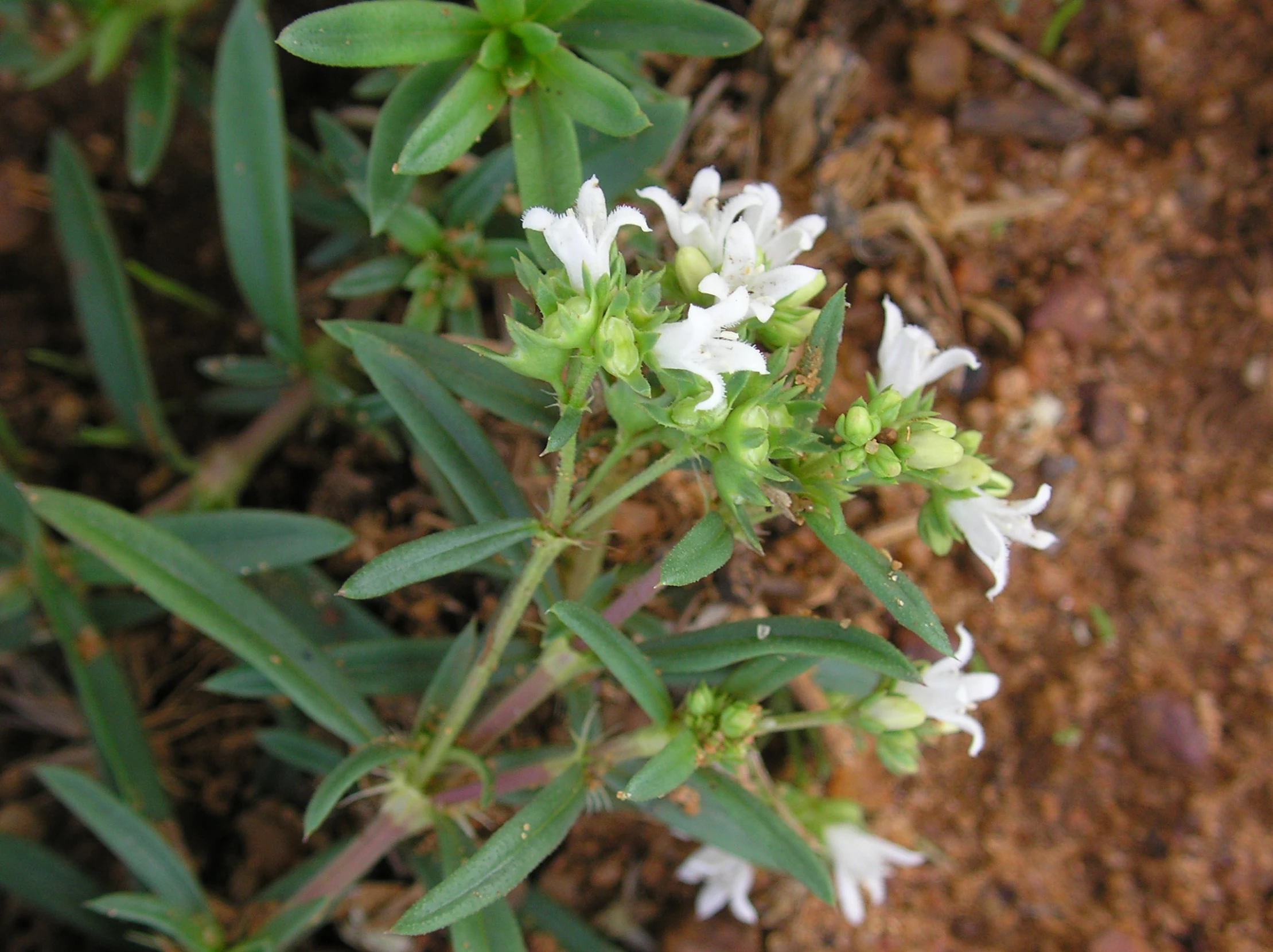 white flower clusters with green leaves on the ground