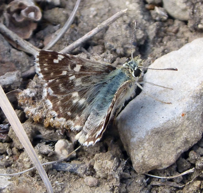 a small brown erfly sitting on some rocks