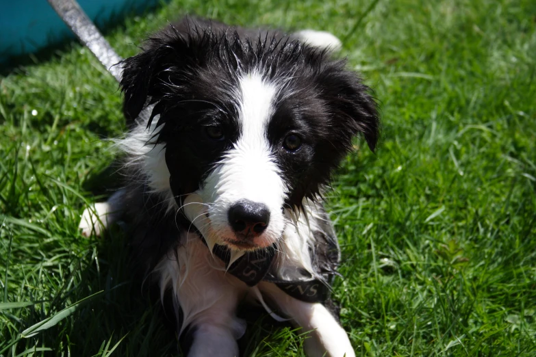 the puppy is laying on the grass and ready to take a dip