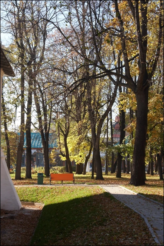 a park area with a single bench surrounded by trees