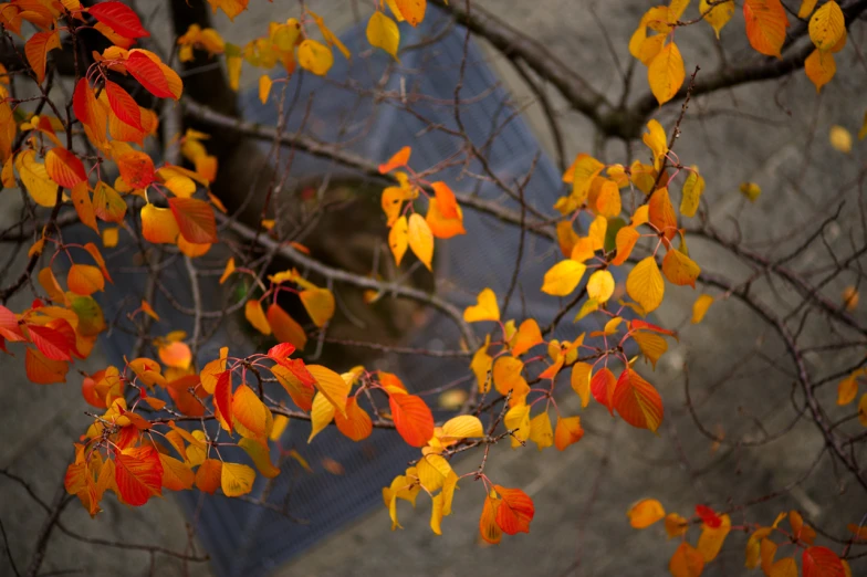 an orange leaf on the nches of some leaves