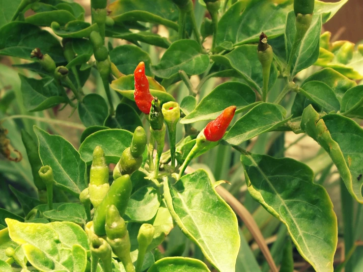 a plant with some red leaves and green berries