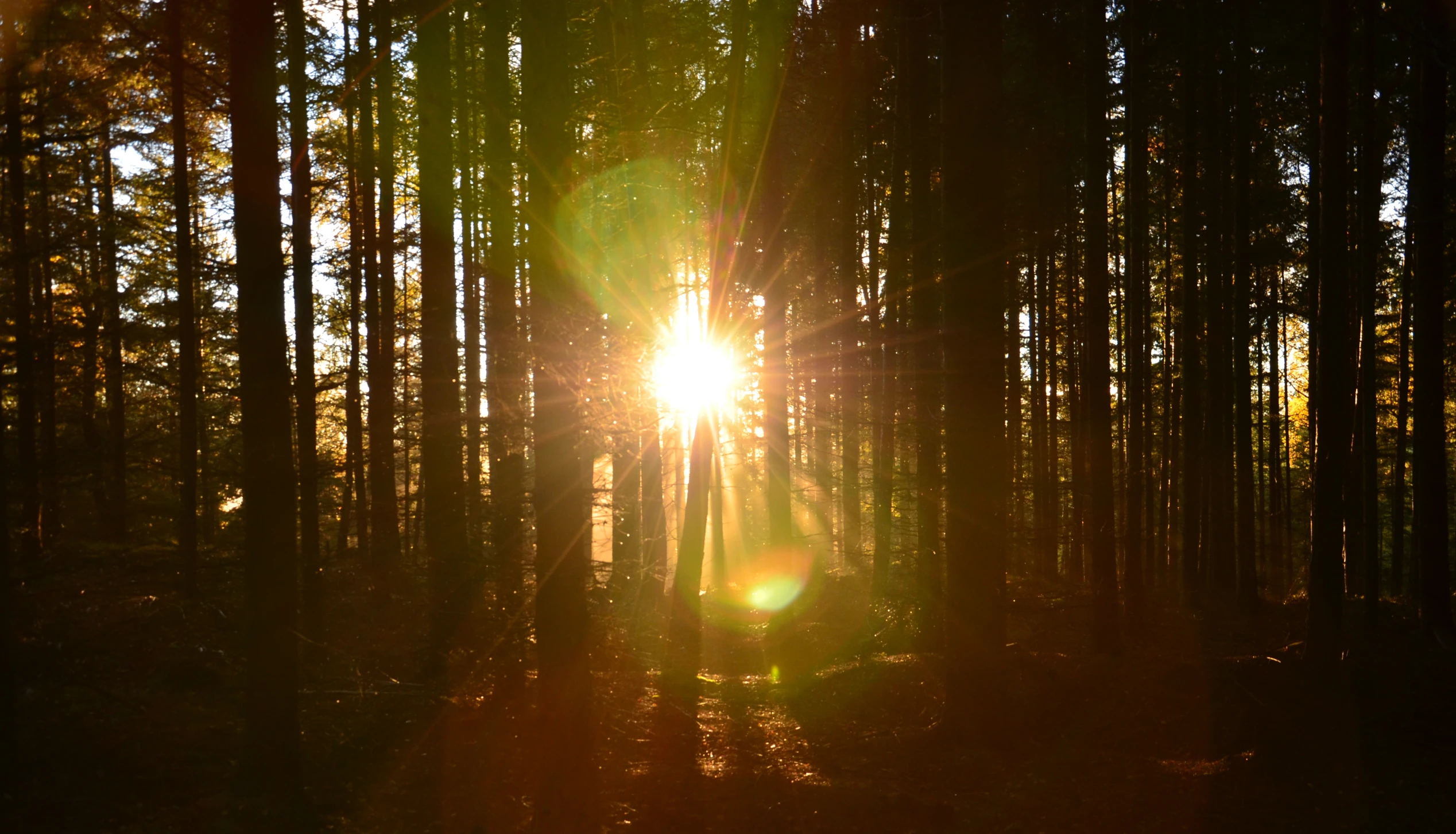 the sun is shining through the trees on a path