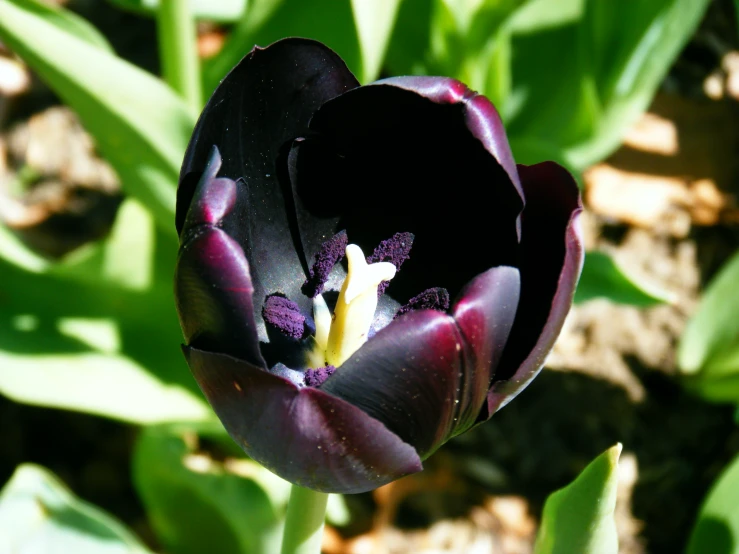 the purple and white flowers are growing in the sun