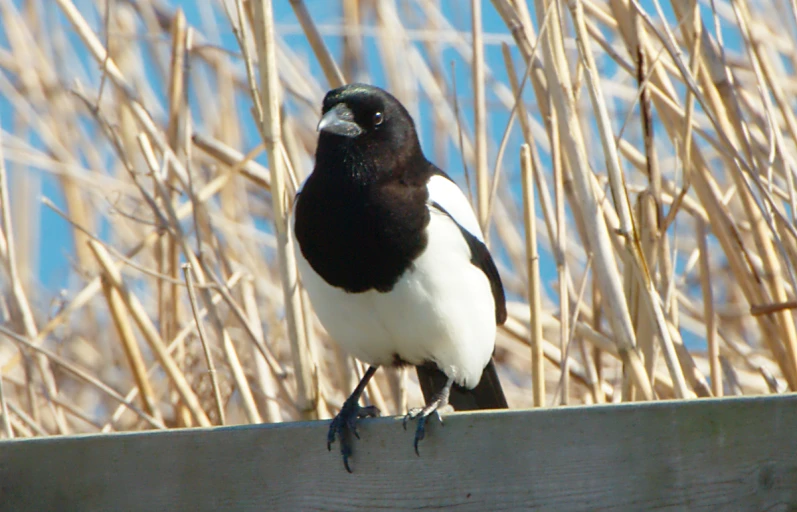 a black and white bird standing on top of a wooden fence