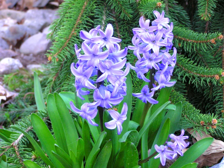 several purple flowers in a garden with evergreen needles