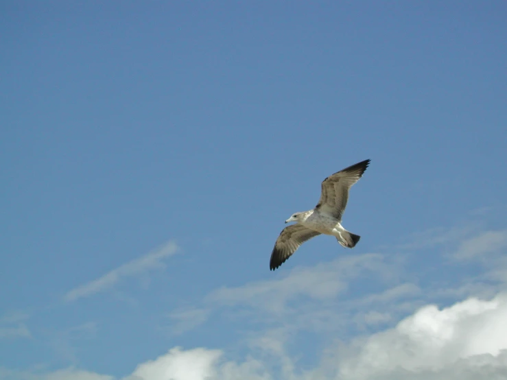 the bird flies high in the clear sky