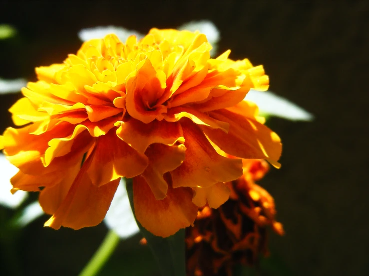 a single yellow flower is sitting in the sun