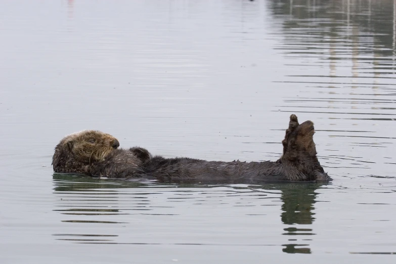 an animal swimming in water on a foggy day