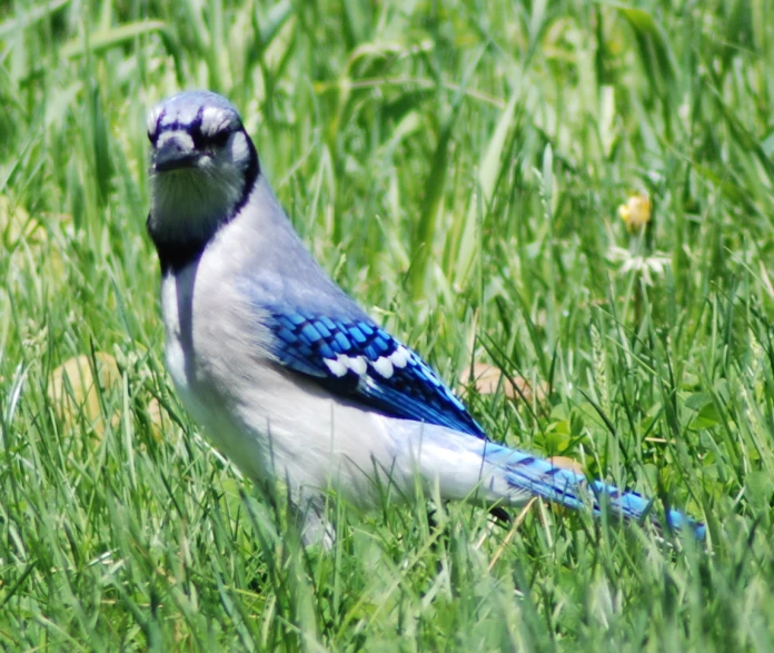 a blue jay sits in the tall grass
