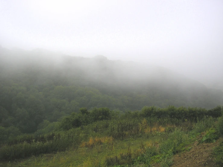 a hill covered with fog in a forest