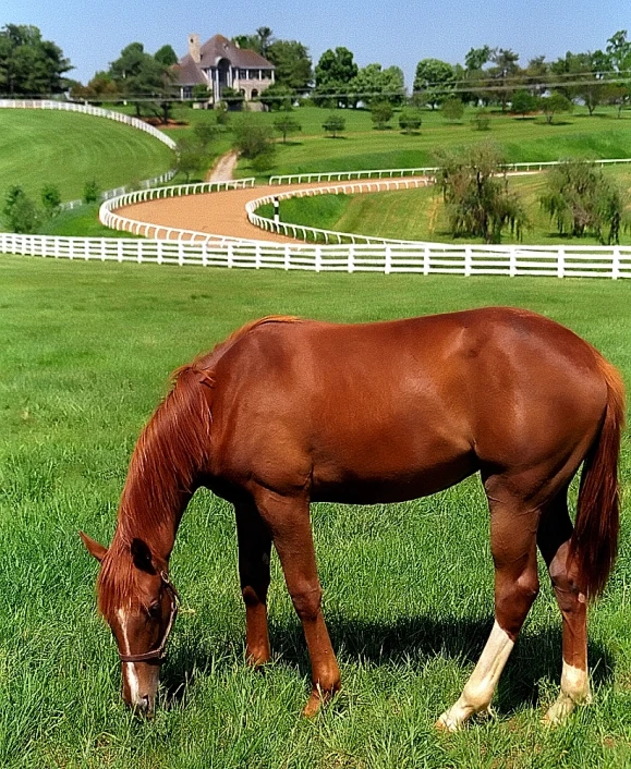 a horse grazing on green grass in a fenced in pasture