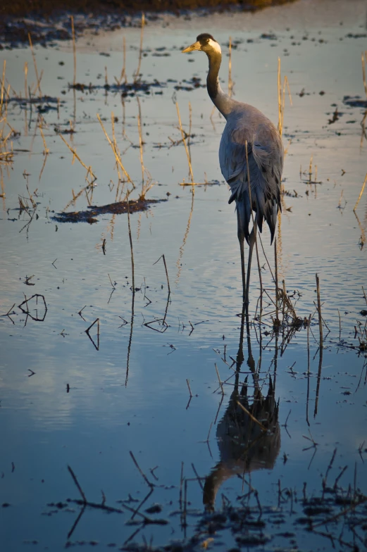 a bird that is in the water near some plants