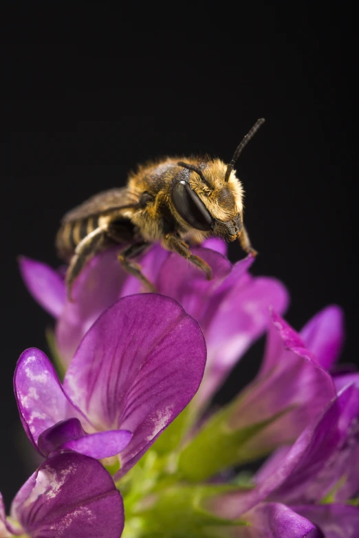 a large bee sits on top of some flowers