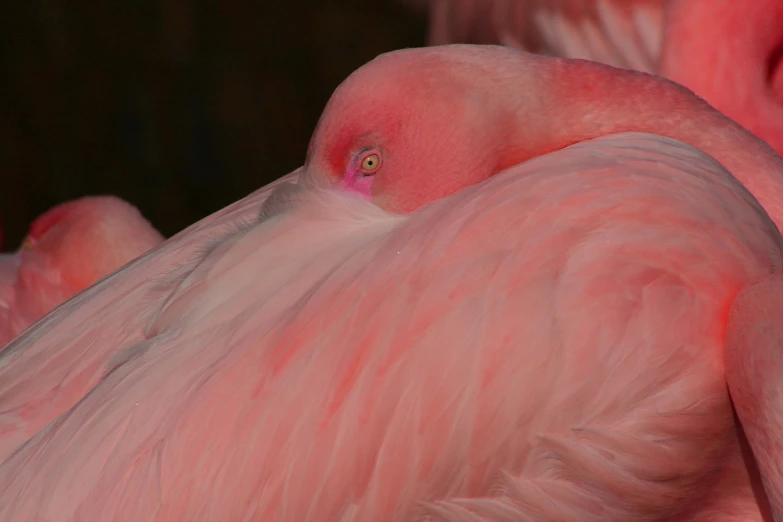 the back end of a pink bird with a yellow eye