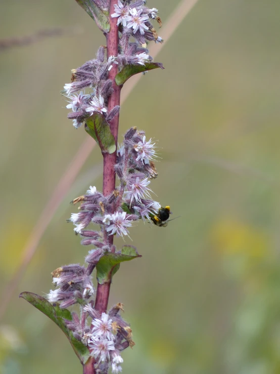 a small yellow and black bum sitting on a purple flower