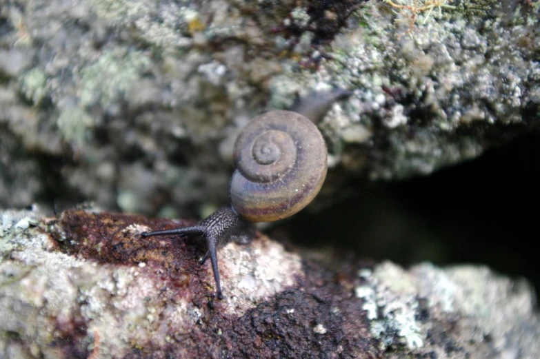 snail is sitting on top of the mossy rocks
