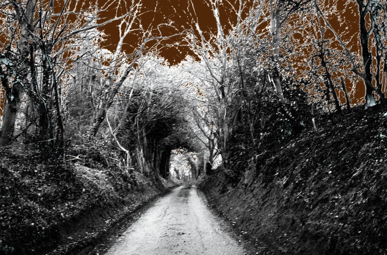 black and white pograph of trees lining a forest road