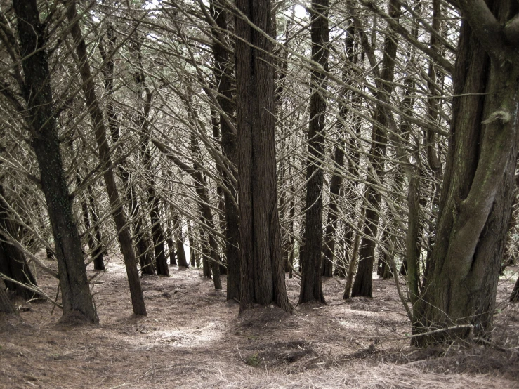 a bench in the middle of a wooded area