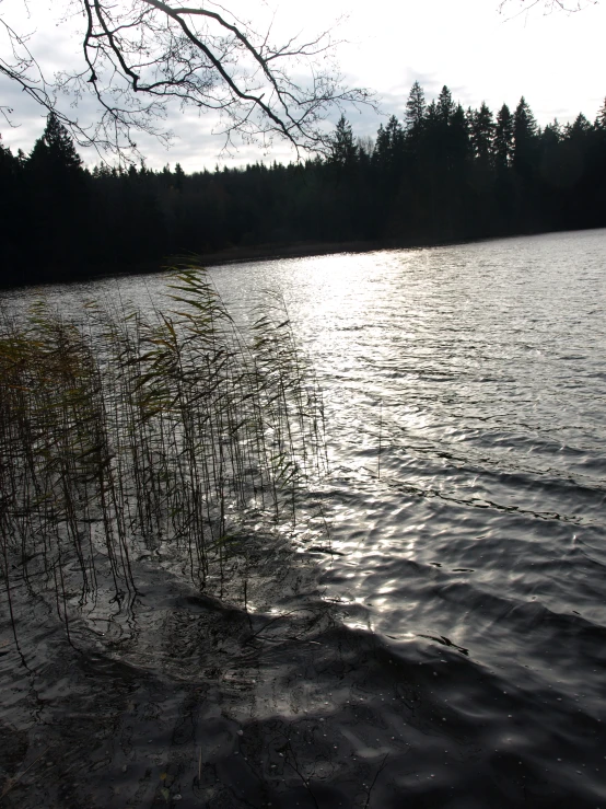 trees line the shore of a lake in winter