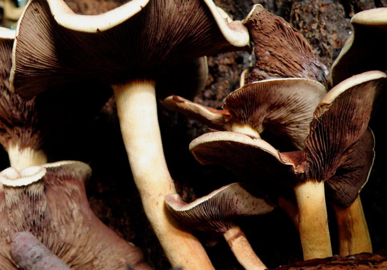 a bunch of mushrooms in the woods looking very different