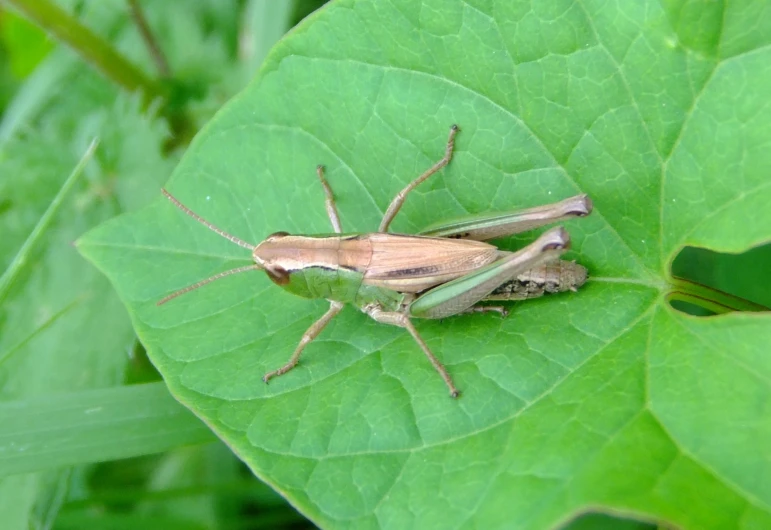 a close up view of a brown bug sitting on a leaf