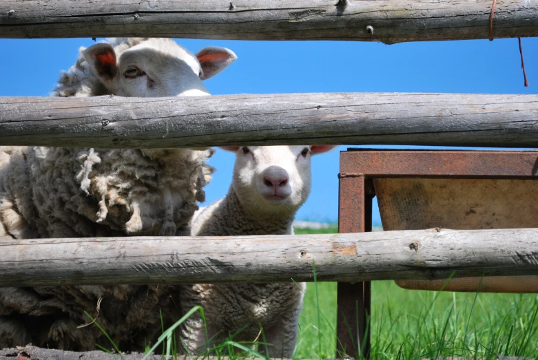 some very cute sheep in a small wood pen