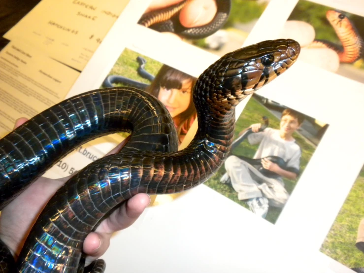 the hand holds a black snake with its tongue curled