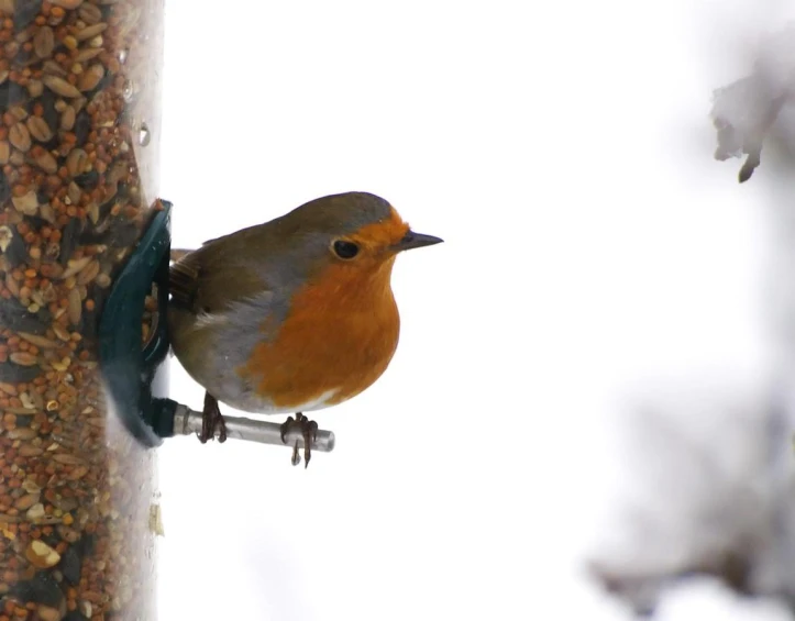 a small bird sitting on top of a pole