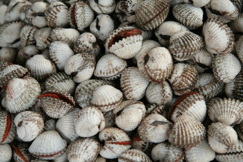 small seashells that are all different types of shells