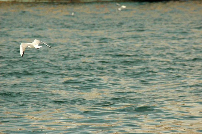 the bird is flying over the water near the shore