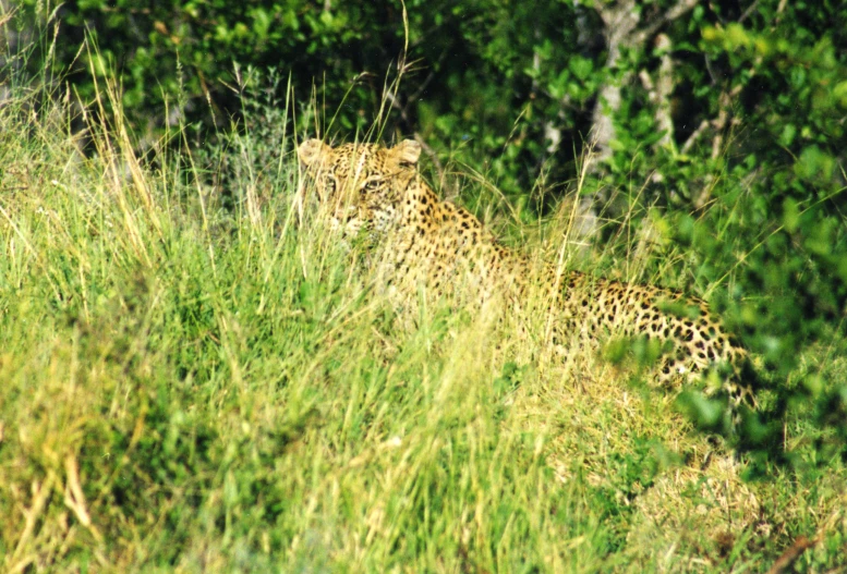 a leopard looks out from tall green grass in the wild
