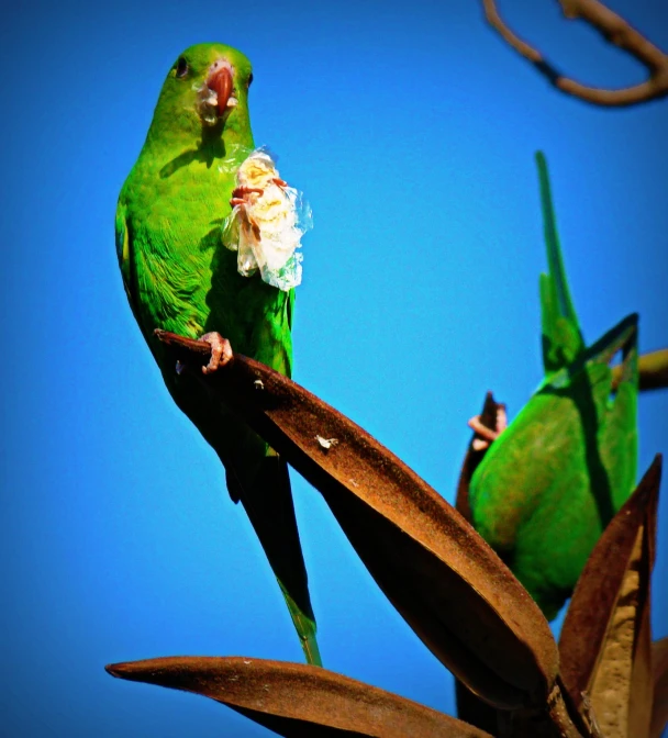 two large green birds are perched on a nch