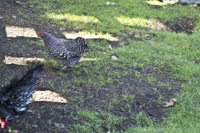 a couple of small chickens walking in the grass